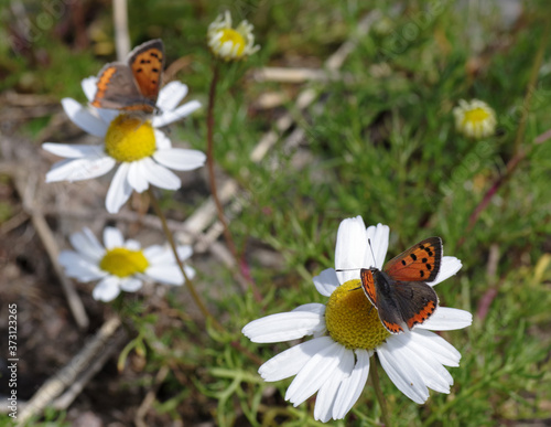 Butterfly sitting on a flower. Shot taken near Salo (Finland) during summer time