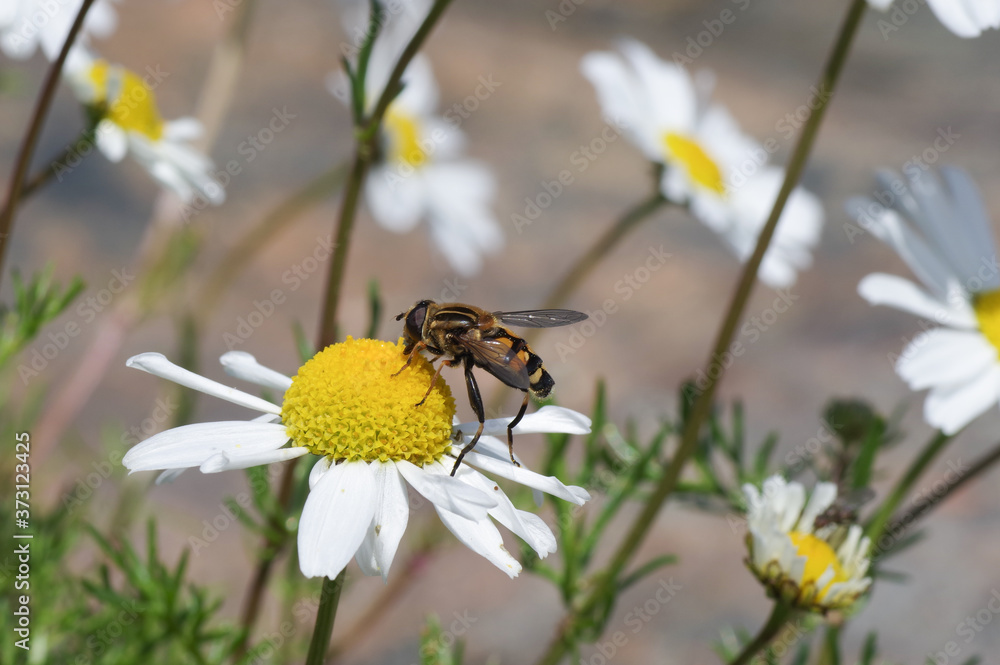 Fototapeta premium Fly on a flower