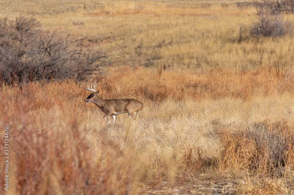 Whitetail Deer Buck in the Fall Rut in Colorado