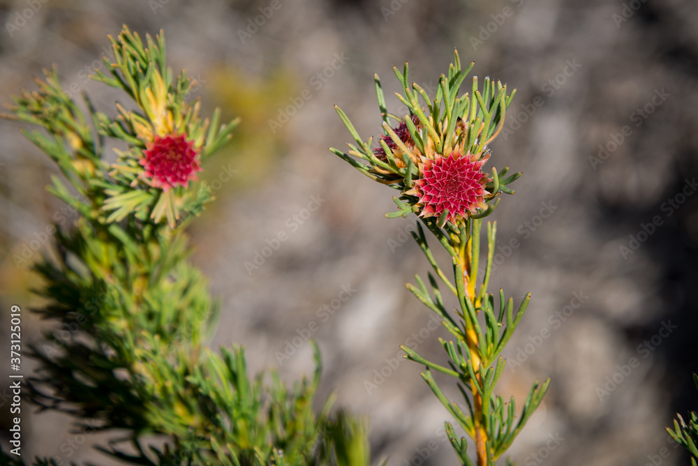 In Western Australia, Lesueur National Park erupts into colour in late winter and spring as the park’s diverse flora comes out in flower. In Western Australia, Lesueur National Park erupts into colour in late winter and spring as the park’s diverse flora comes out in flower.