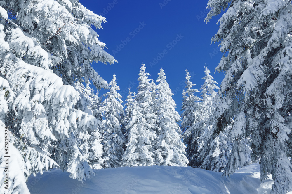 Winter scenery. Natural landscape with beautiful sky. Amazing On the lawn covered with snow the nice trees are standing poured with snowflakes. Touristic resort Carpathian, Ukraine, Europe.