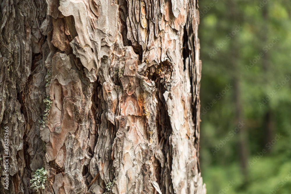 Pinus sylvestris trunk close up with rough textured bark Pinus sylvestris trunk close up with rough textured bark
