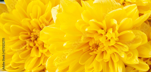 Yellow chrysanthemum flowers close-up.