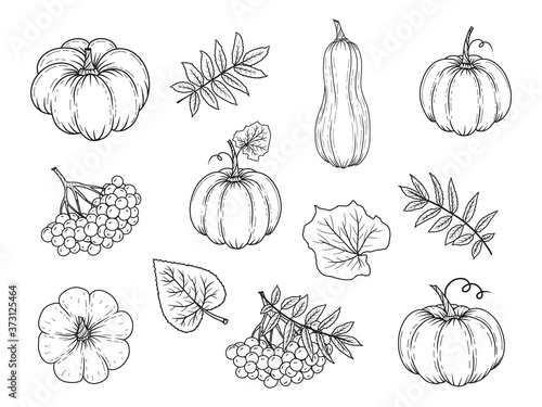 Hand drawn autumn elements. Pumpkin, rowan, leaves. Vector illustration. Black and white. Isolated on white. Object for packaging, advertisements, menu.