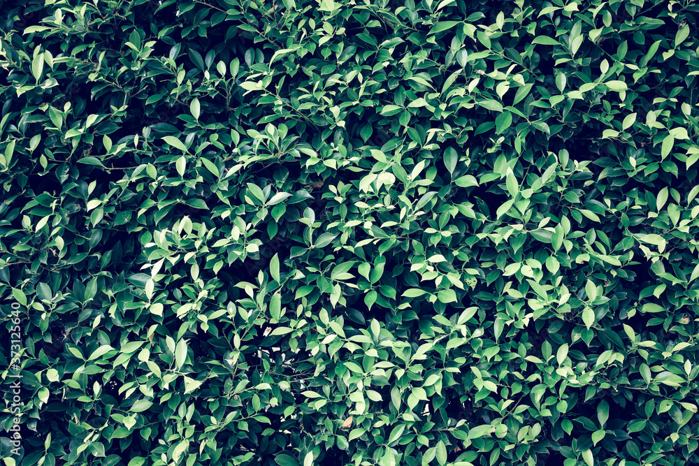 Naklejka premium green leave texture background.