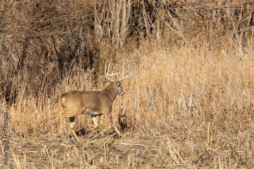 Whitetail Deer Buck in the Fall Rut in Colorado