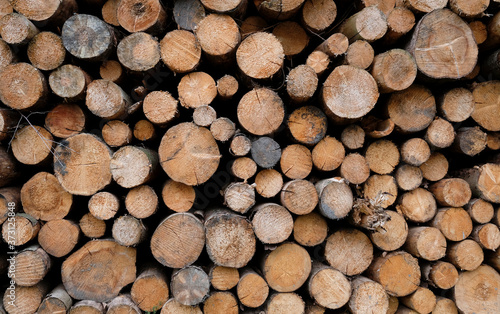 Stacked tree logs in a forest