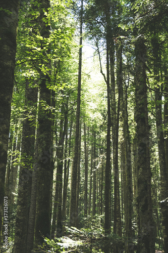 Sun rays bursting through the beech trees in the forest