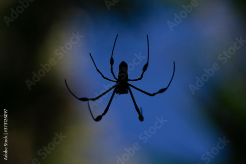 A black spider