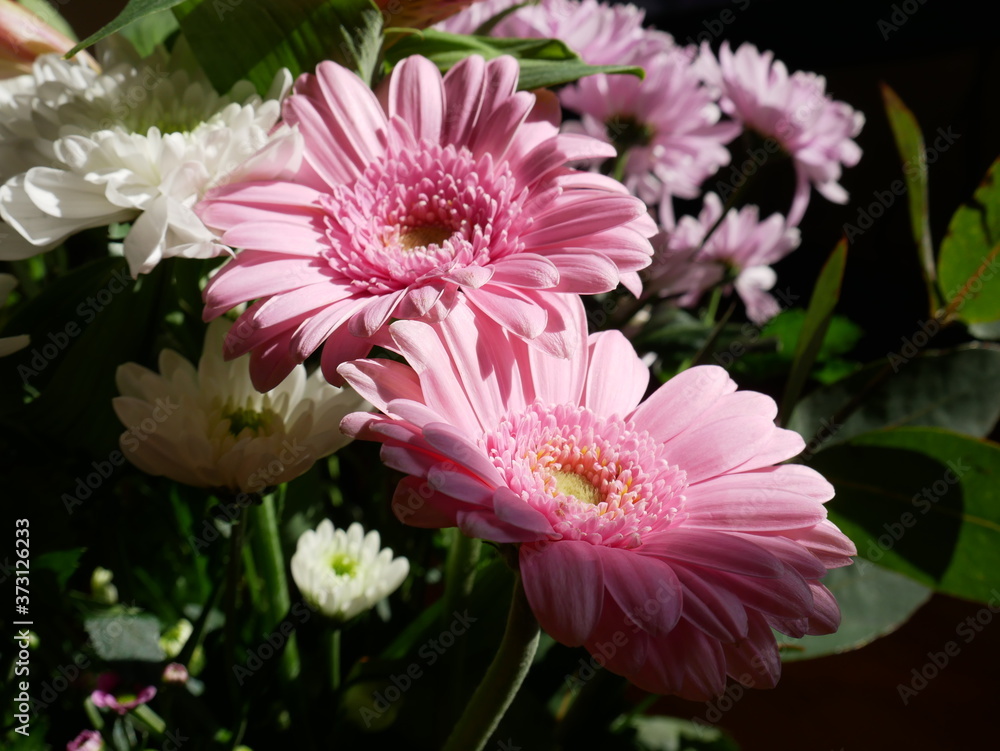 Fototapeta premium Pair of pink flowers