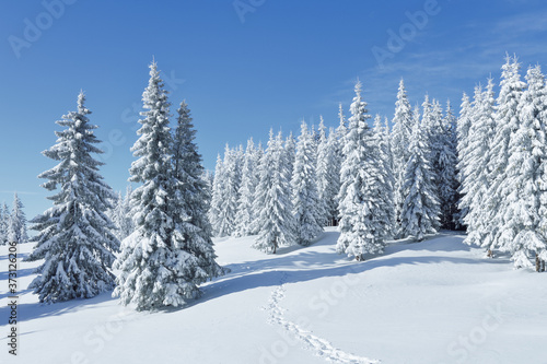 Landscape on the cold winter morning. Pine trees in the snowdrifts. Lawn and forests. Snowy background. Nature scenery. Location place the Carpathian, Ukraine, Europe.