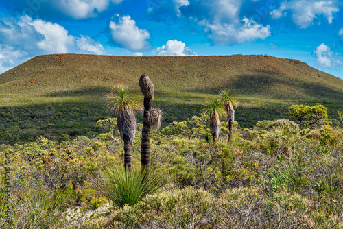 In Western Australia, Lesueur National Park with Grasstrees (Balga) and also in late winter and spring the park’s diverse flora comes out in flower. photo