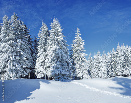 Winter scenery. Natural landscape with beautiful sky. Amazing On the lawn covered with snow the nice trees are standing poured with snowflakes. Touristic resort Carpathian, Ukraine, Europe.