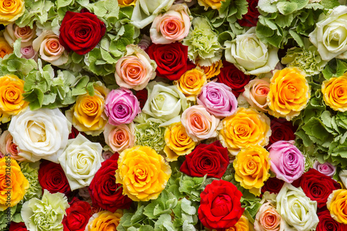 roses background - close up