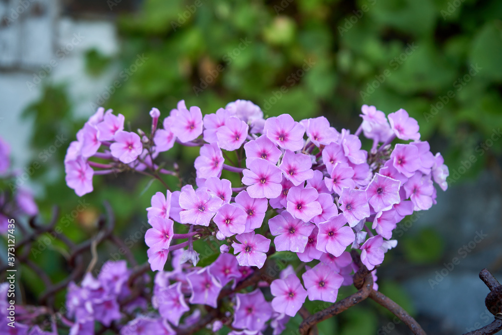 Phlox subulata , Floks szydlasty Phlox subulata , Floks szydlasty