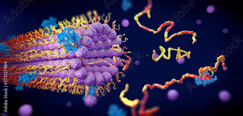 Protein enzymes fold into their structure to fulfill their function - 3d illustration photo