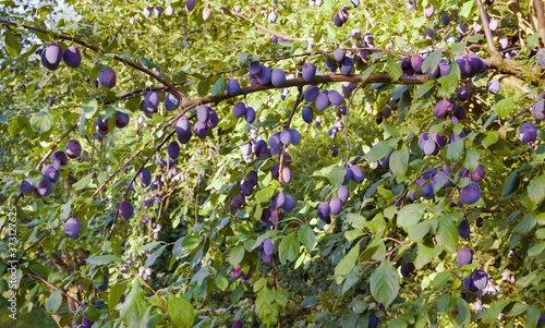 Plum tree with the wonderful Buehler plums. Baden Wuerttemberg, Germany, Europe photo