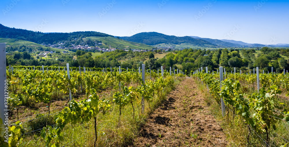 Vineyards near Varnhalt and Bühl, Baden Württemberg, Germany