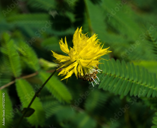 Beautiful yellow flower of Neptunia plena Benth with leaves background. Botanical Garden, KIT, Karlsruhe, Germany, Europe photo