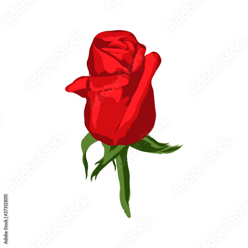 illustration insulated flower of the red rose on white background. Bud of a red rose, vector illustration