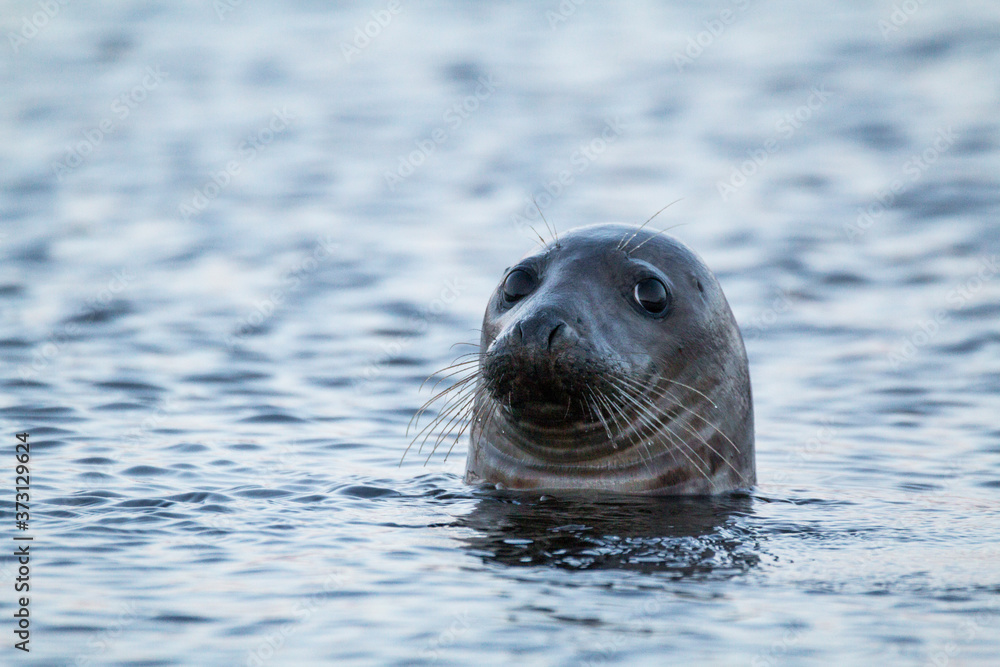 Fototapeta premium grey seal (Halichoerus grypus) looking curious in Scotland