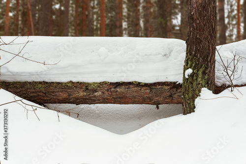 Wallpaper Mural Snow covered pine log in winter in the forest Torontodigital.ca