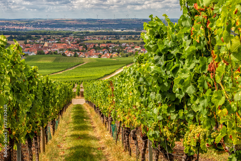 Weinberg mit reifen Silvaner Trauben und Blick auf das Weindorf Rödelsee in Mainfranken