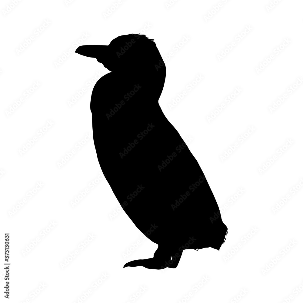 Obraz premium Galapagos Penguin (Spheniscus Mendiculus) Silhouette Found In Northern Hemisphere