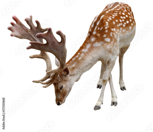 Photos European fallows deer on white