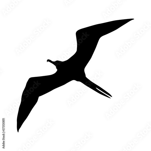 Frigatebird (Fregata) Silhouette Found In Map Of Pacific & Atlantic Oceans photo