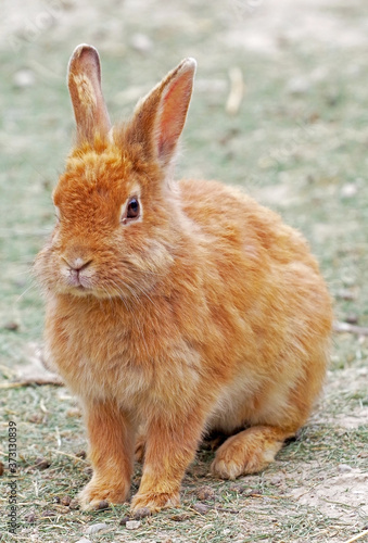beautiful little rabbit