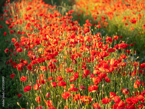 Flowers Red poppies blossom on wild field. Beautiful field red poppies with selective focus. Red poppies in soft light. © Alex
