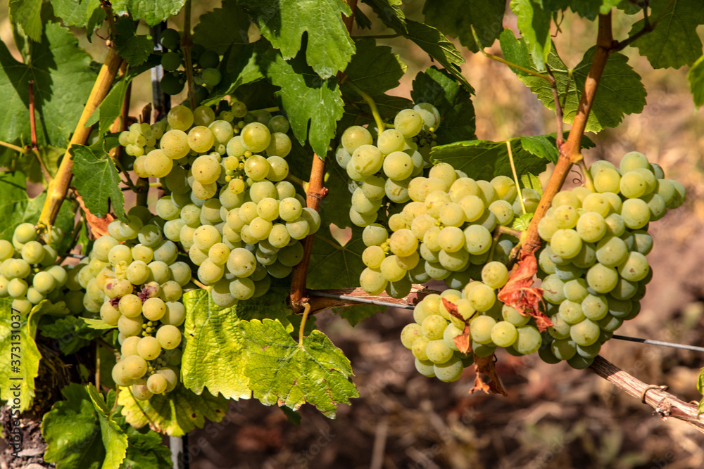 Silvanertrauben kurz vor der Ernte im Fränkischen Weinland