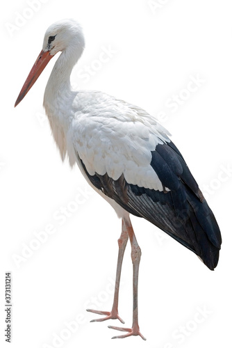 the Beautiful white stork on white