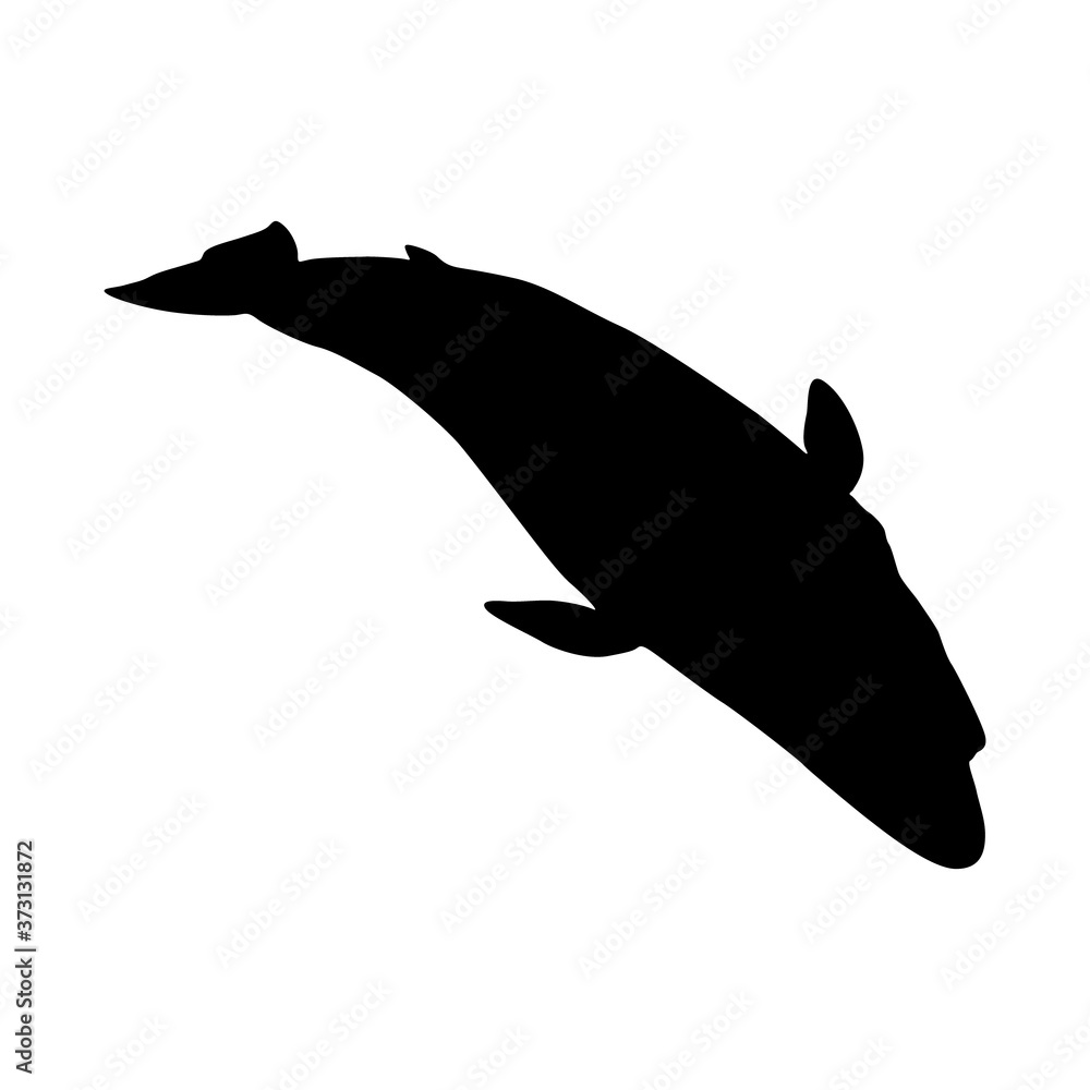 Fototapeta premium Fin Whale (Balaenoptera Physalus) Silhouette Found In All Around Ocean World