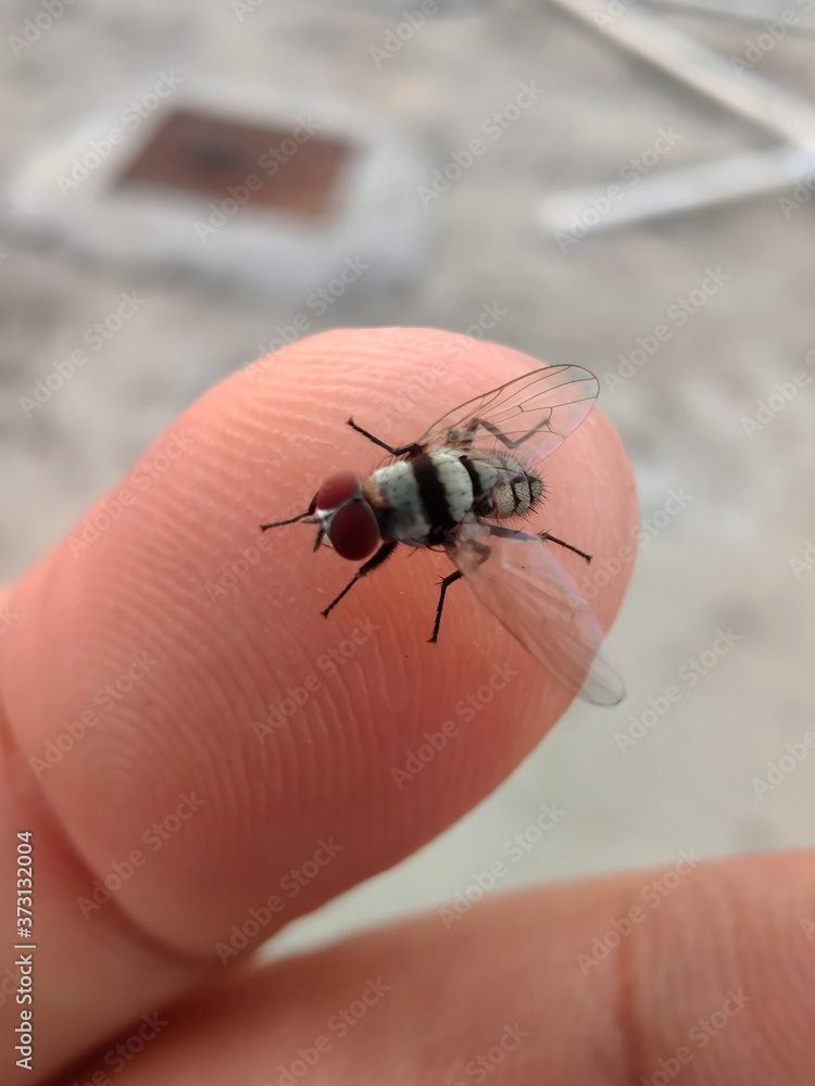 fly on human finger fly on human finger