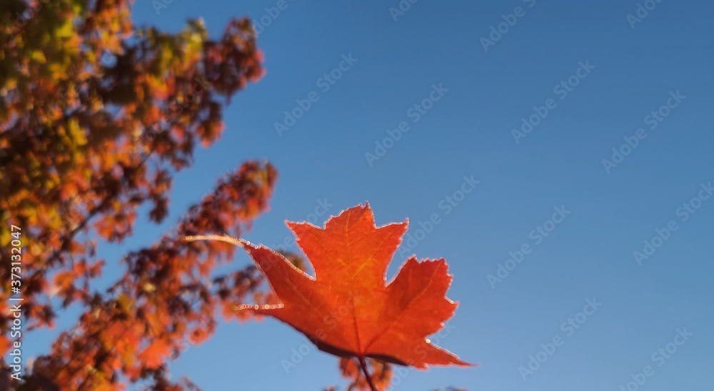 red maple leaves