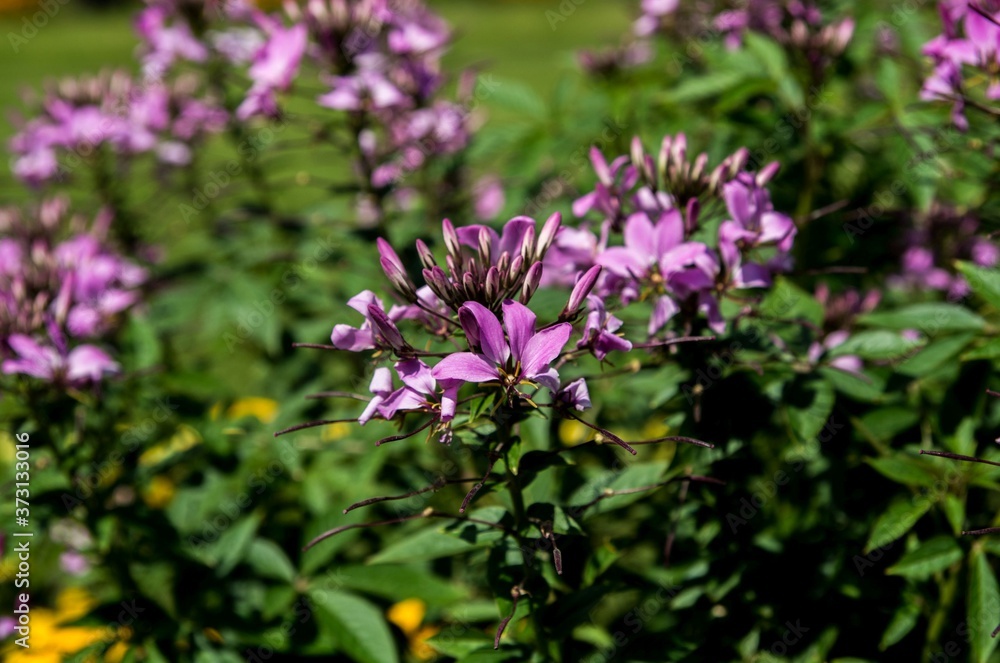 Purple flowers in the garden Purple flowers in the garden