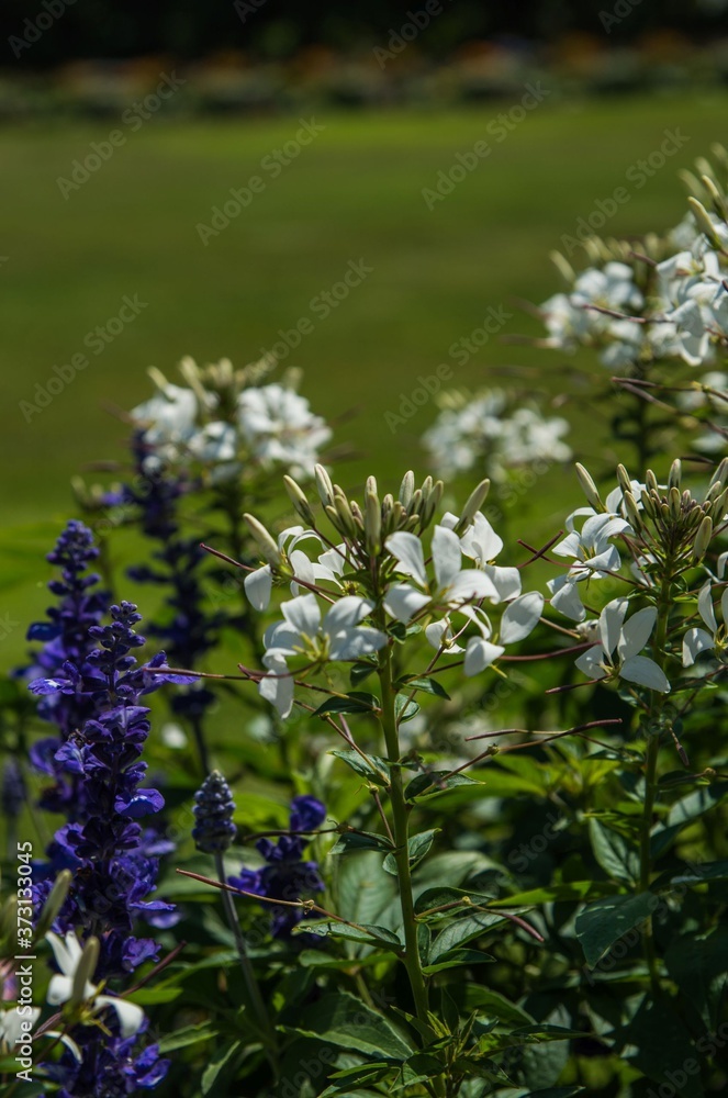 Obraz premium Wild flowers in the garden