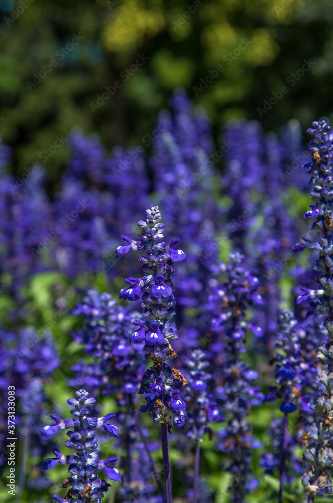 Fototapeta premium Lavender flowers in the garden closeup
