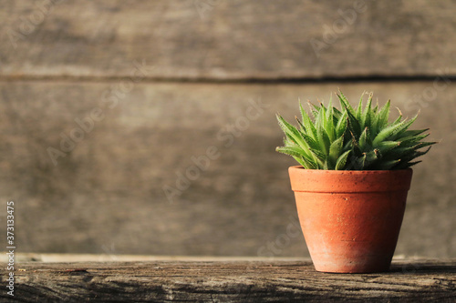 green plant in brown pot with old wooden background