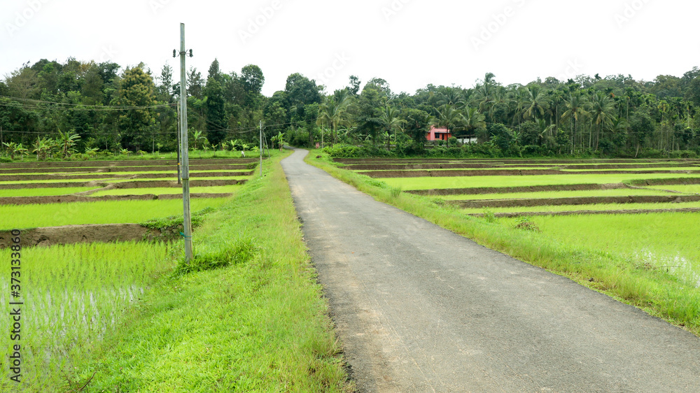 A village road through newly planted paddy field