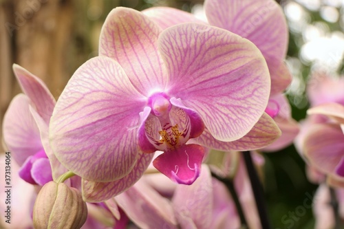 Close-up of a beautiful pink striped orchid flower