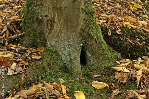 Baumhöhle in bemoostem Baumstamm
