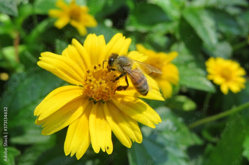 Bee on yellow flower in Florida nature, closeup Bee on yellow flower in Florida nature, closeup