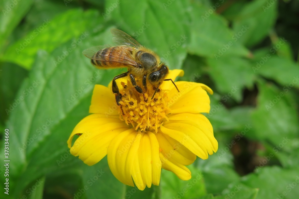 Bee on yellow flower in Florida nature, closeup Bee on yellow flower in Florida nature, closeup