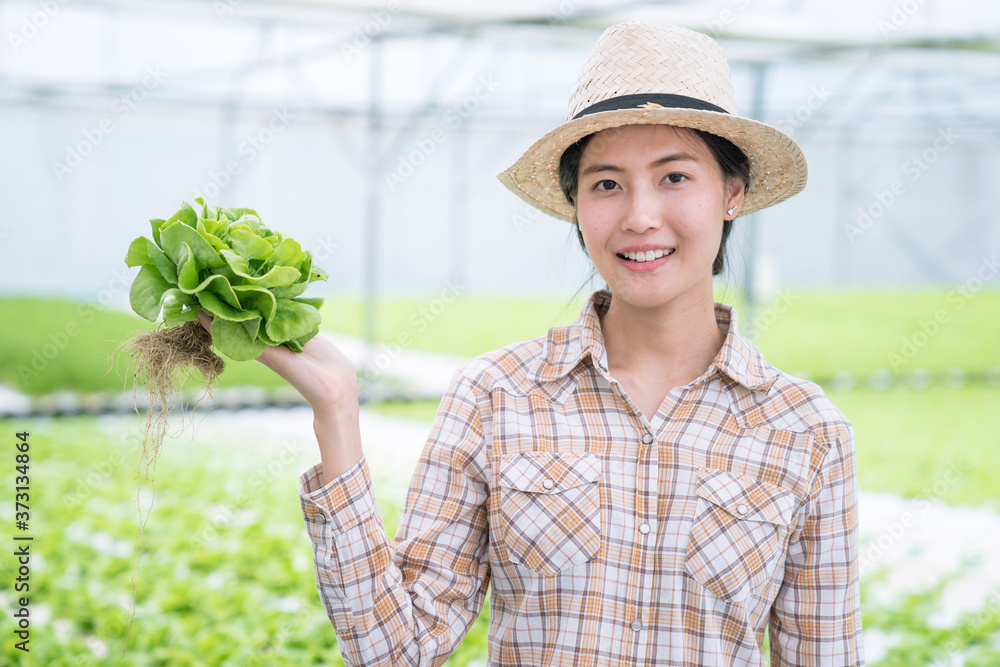 Asian farmers harvesting vegetables from hydroponics farms, Organic vegetables, Healthy food.