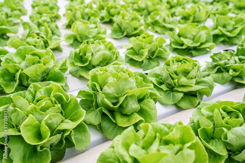 Organic vegetables in hydroponics farms  Healthy food.