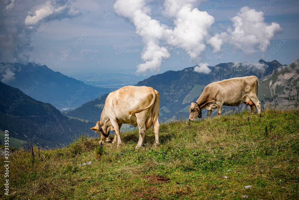 Cows and Cattle grassing in the Swiss Alps - typical Switzerland - travel photography Cows and Cattle grassing in the Swiss Alps - typical Switzerland - travel photography