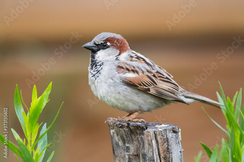 Male house sparrow (Passer domesticus) over wooden log in a house garden